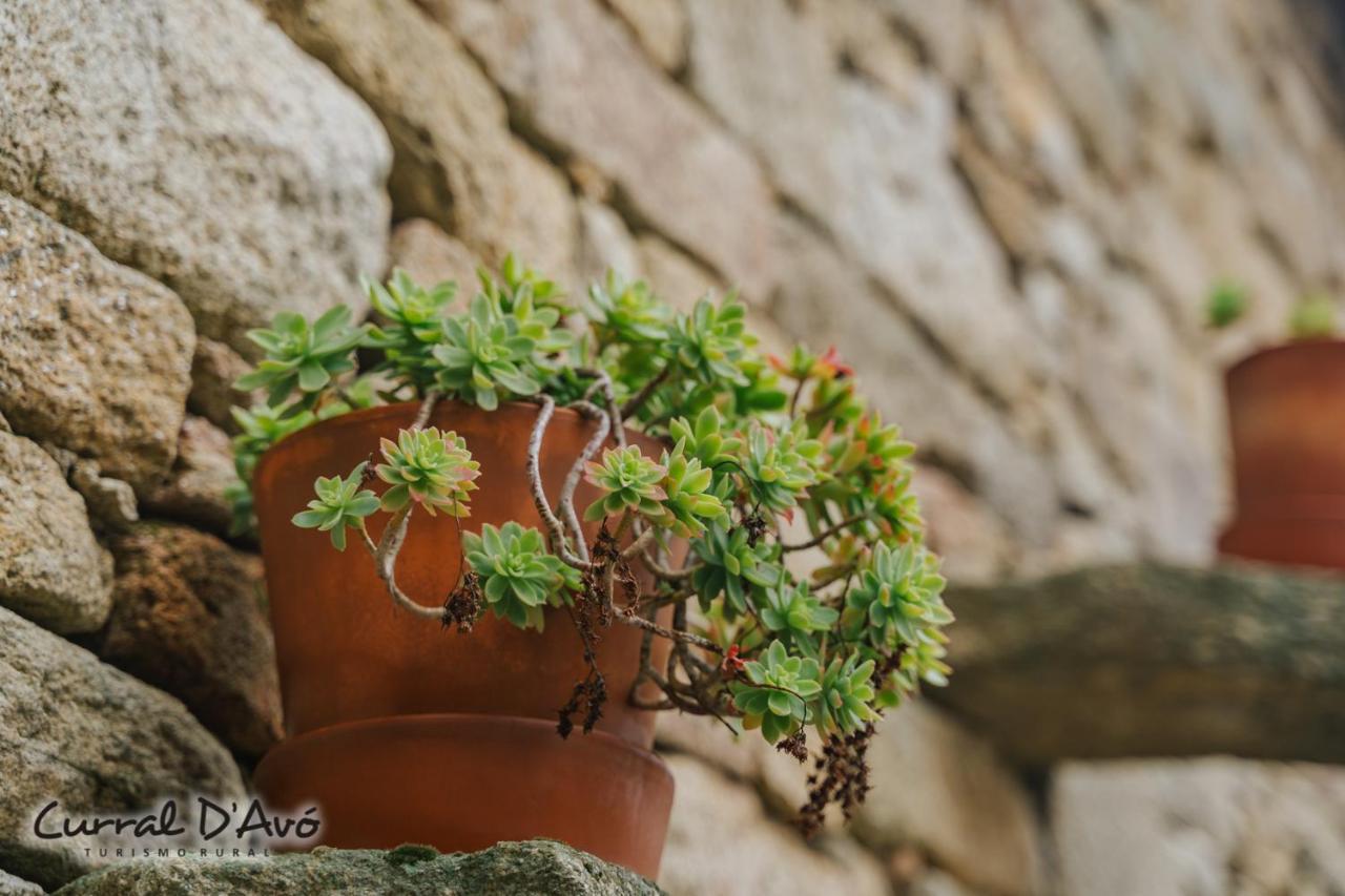 Curral D Avo Turismo Rural & Spa Cacarelhos Exteriér fotografie